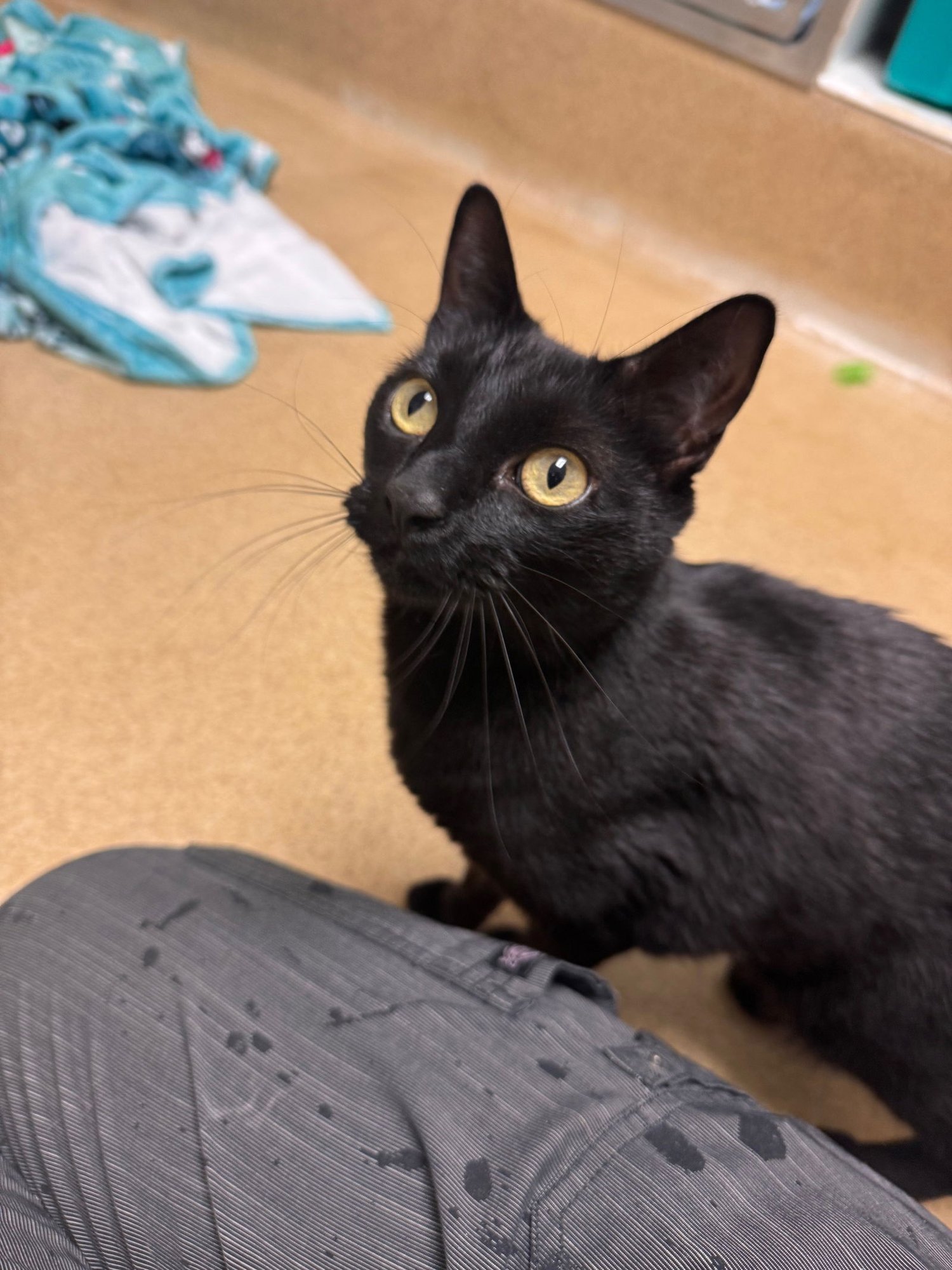 SUKI - *BONDED PAIR* - Domestic Short Hair available for adoption