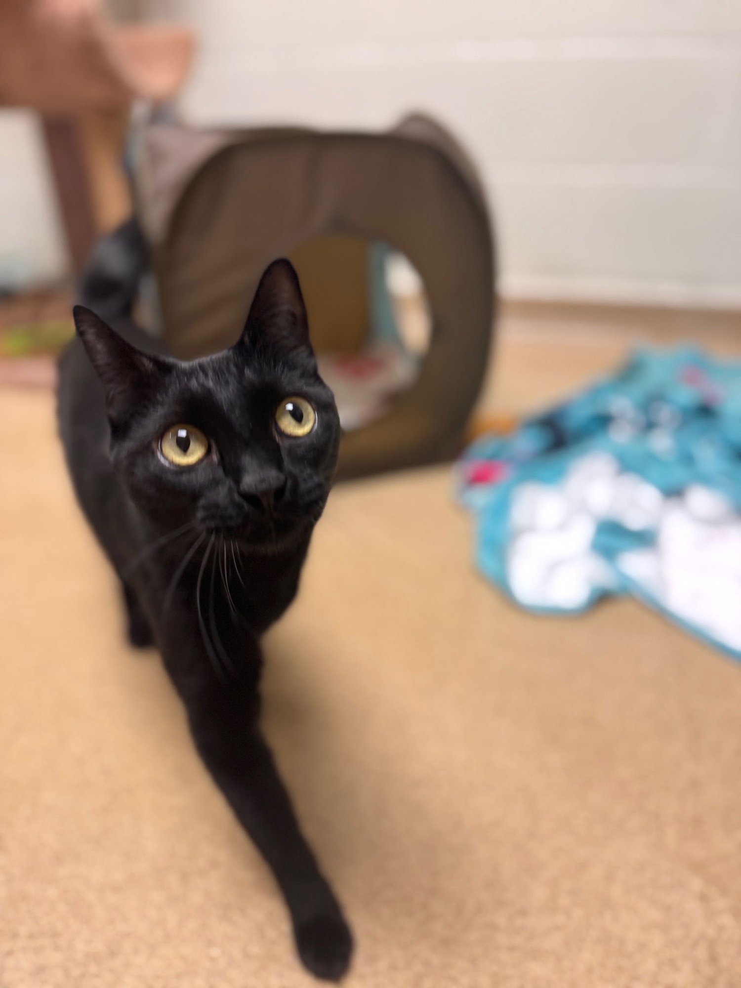 Suki - *bonded pair* - Photo 3