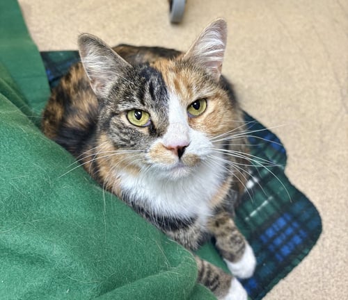 SPRING - Domestic Short Hair available for adoption