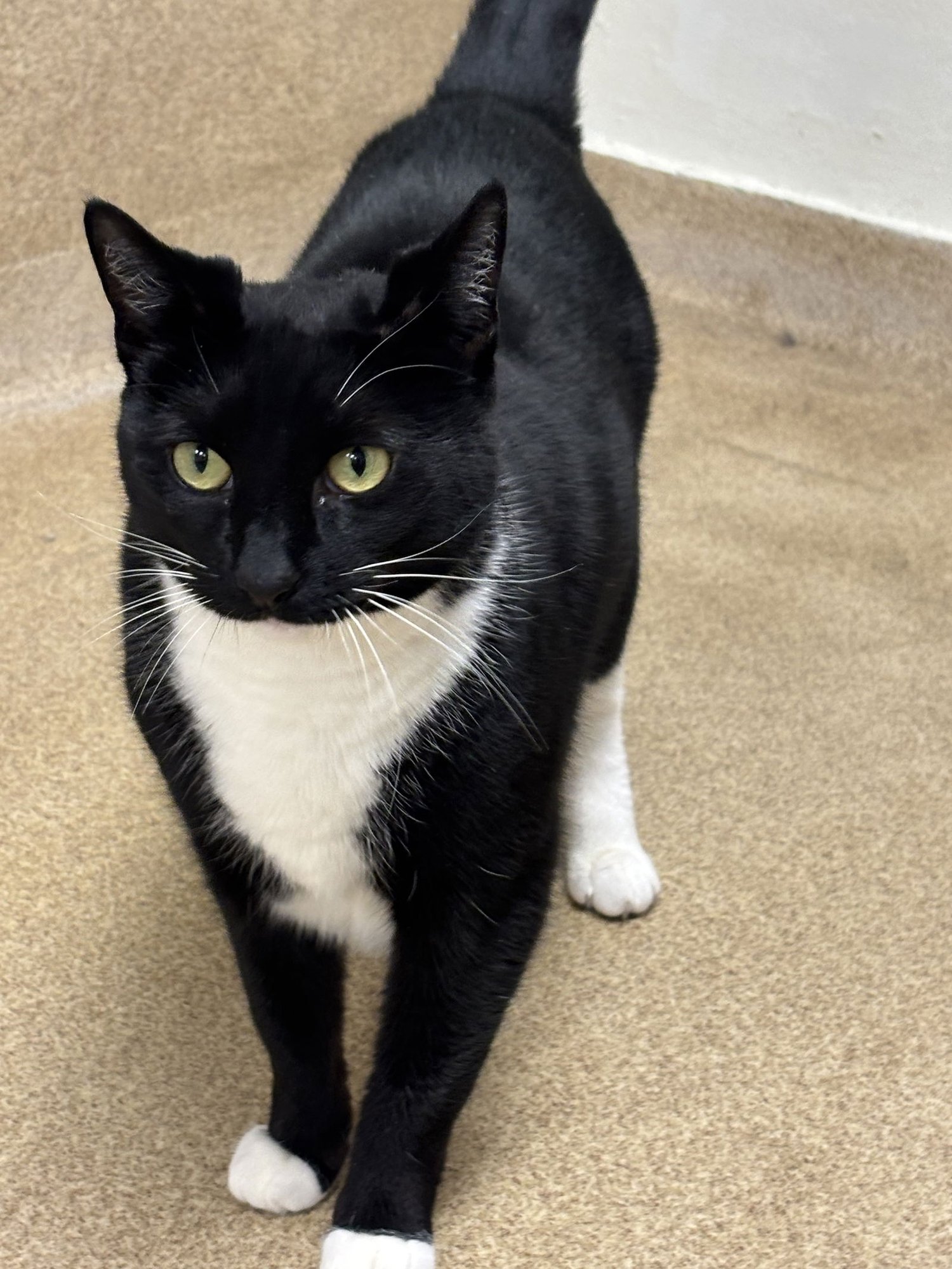 PEPPER - Domestic Short Hair available for adoption