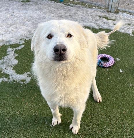 BALOO (ABS) HIDDEN GEM - Great Pyrenees available for adoption