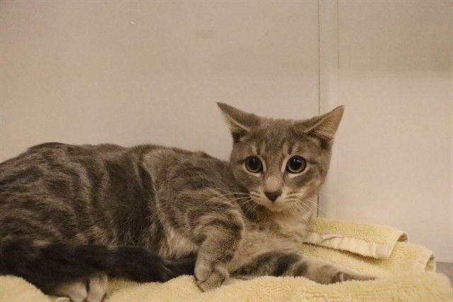 A0941880 - Domestic Short Hair available for adoption