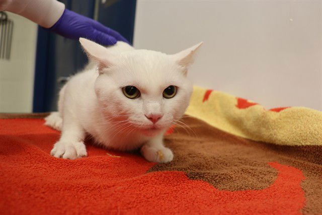 GENESIS (ASC) - Domestic Short Hair available for adoption