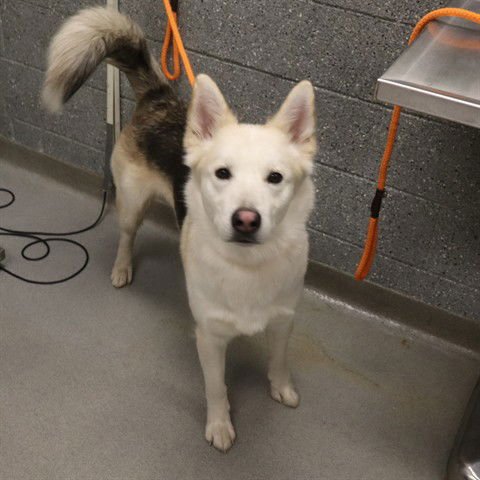 TIMBER - Siberian Husky available for adoption