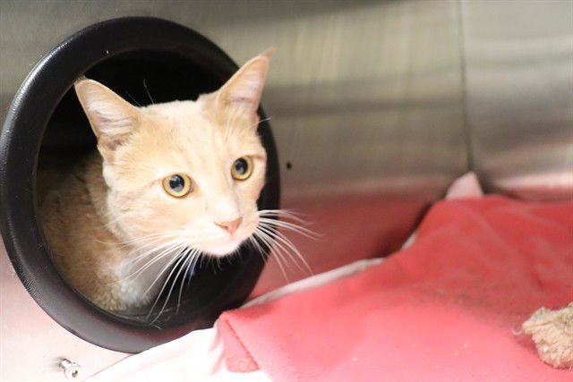 KITTY - American Shorthair available for adoption