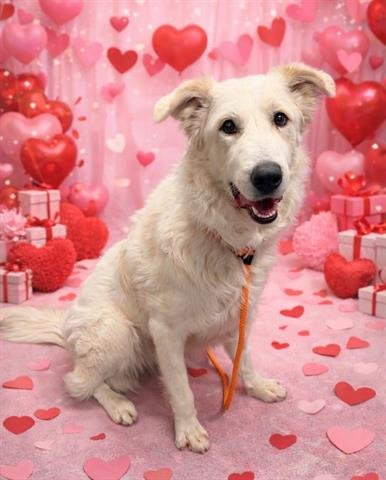 KRYPTO - Labrador Retriever / Great Pyrenees available for adoption