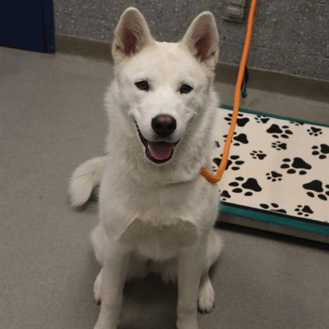 MAZIE (ABS) - Siberian Husky / Akita available for adoption
