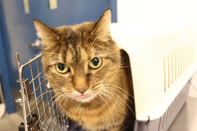 LEXI - HIDDEN GEM - Domestic Short Hair available for adoption