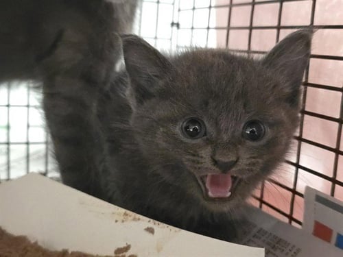 *DUCKY - Domestic Short Hair available for adoption