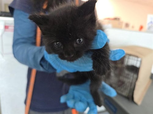 A2481497 - Domestic Short Hair available for adoption