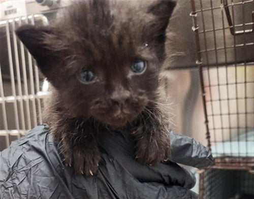 A2474645 - Domestic Short Hair available for adoption