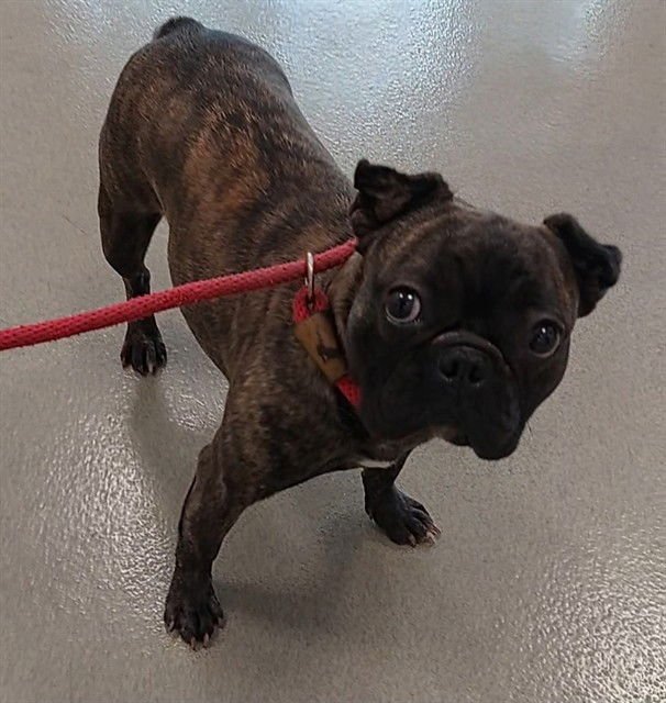 ANGEL - French Bulldog available for adoption