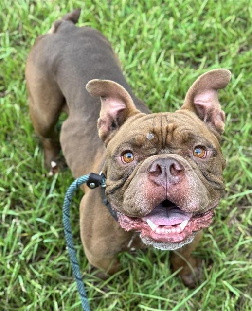 TANK HEAD - Bulldog available for adoption