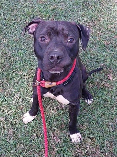 SHADOW - American Staffordshire Terrier / Labrador Retriever available for adoption