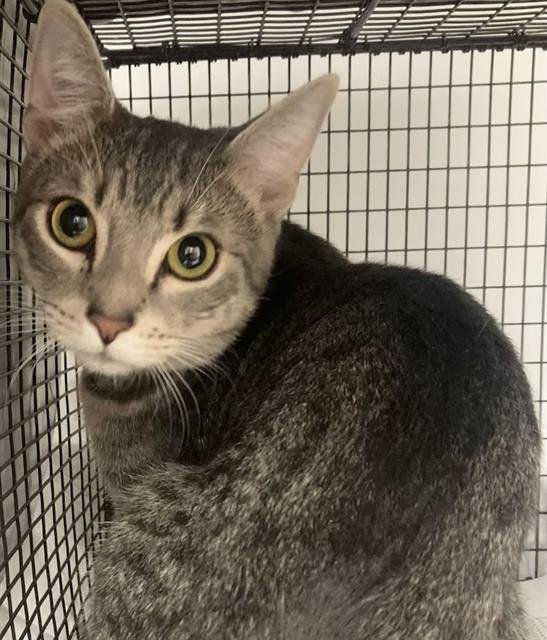 CHIMMY - Domestic Short Hair available for adoption