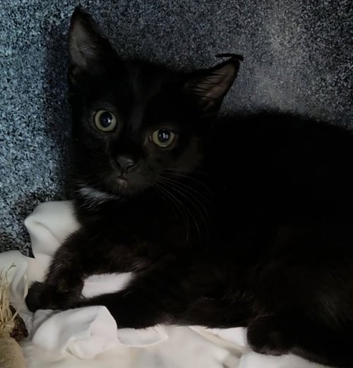 RAE - Domestic Short Hair available for adoption