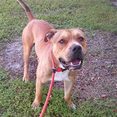 RUSTY - American Staffordshire Terrier available for adoption