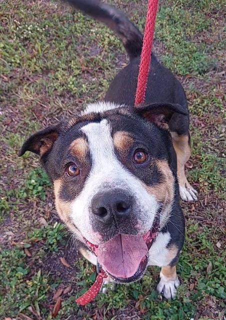 OSCAR - Hound available for adoption