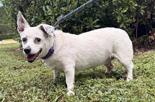 PIXIE - Chihuahua available for adoption