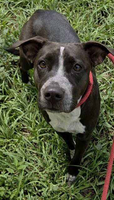DORY - American Staffordshire Terrier available for adoption