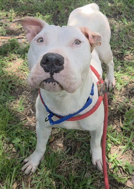 DALIAH - American Staffordshire Terrier available for adoption