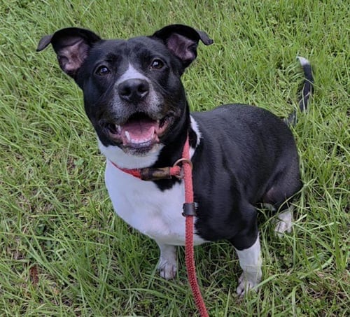 AMARYA - American Staffordshire Terrier available for adoption