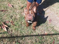 BIG BOY - Photo 1