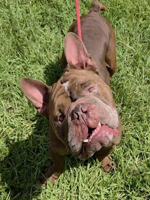 BIG BOY - American Staffordshire Terrier available for adoption
