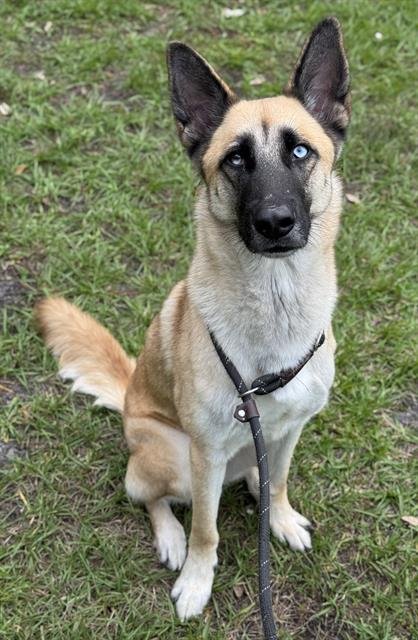 JOLIE - German Shepherd Dog / Siberian Husky available for adoption