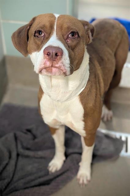 ALTON - American Staffordshire Terrier available for adoption