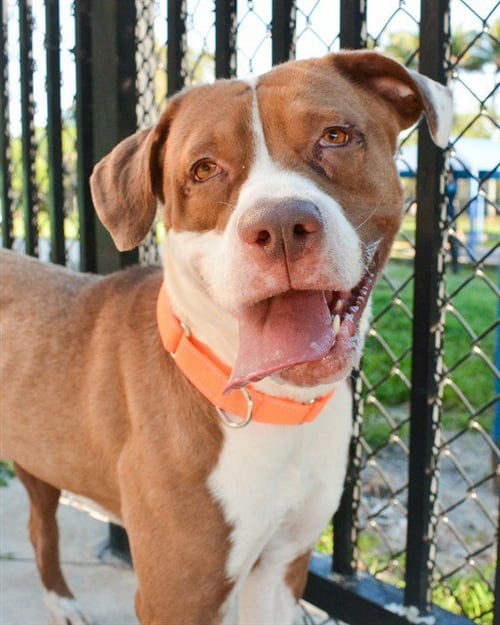 ALTON - American Staffordshire Terrier available for adoption
