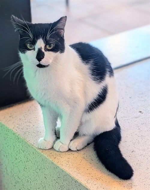 BOTTOM - Domestic Short Hair available for adoption