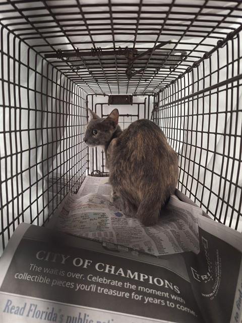 A2478364 - Domestic Short Hair available for adoption