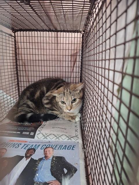 SCRABBLE - Domestic Short Hair for adoption in Fort Lauderdale
