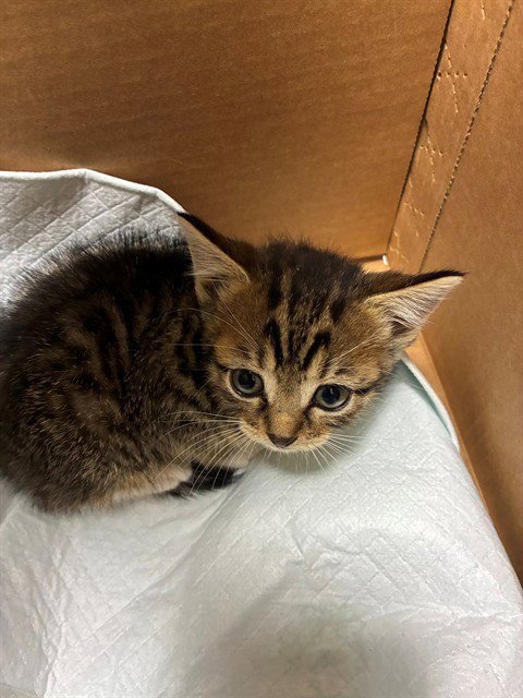 MEADOW - Domestic Short Hair available for adoption