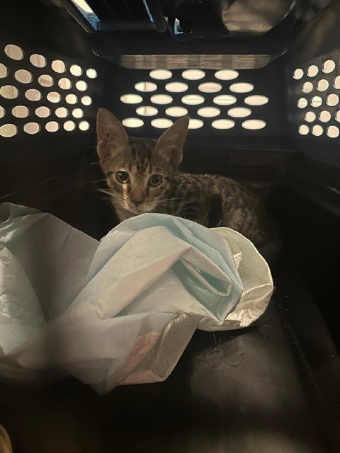 KENNY - Domestic Short Hair available for adoption
