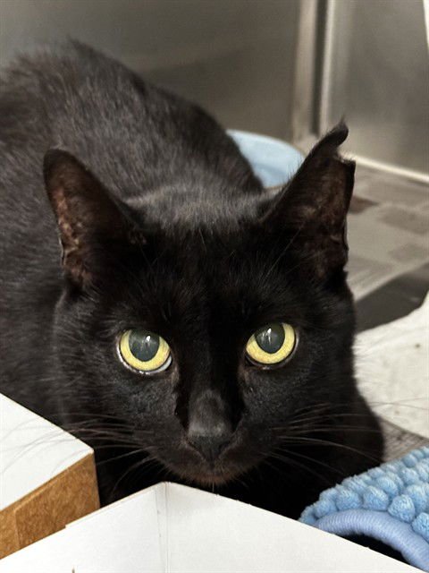 BILLIE - Domestic Short Hair available for adoption