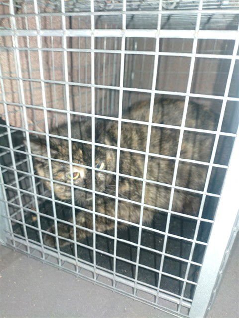 COOKIE - Domestic Short Hair available for adoption