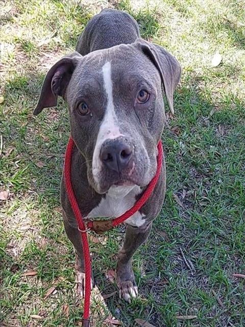 MUMBLES - American Staffordshire Terrier available for adoption