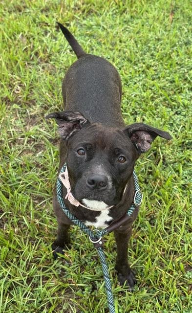 BLOSSOM - American Staffordshire Terrier available for adoption