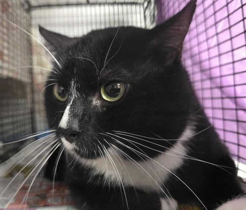 MARLON - Domestic Short Hair for adoption in Fort Lauderdale