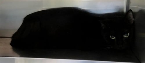 A2481882 - Domestic Short Hair available for adoption