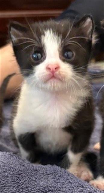 ADDISON - Domestic Short Hair available for adoption