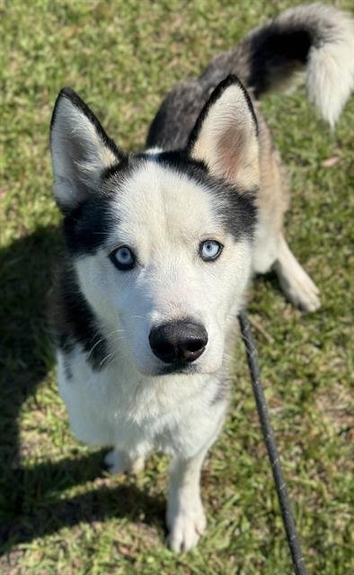 MAX - Siberian Husky available for adoption