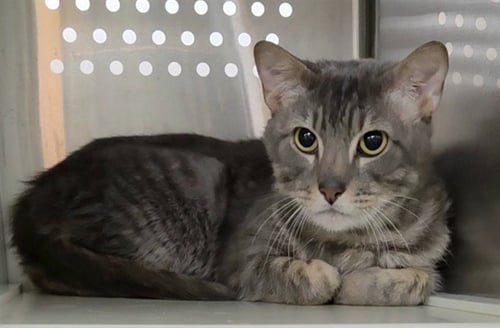 BUSTER 11 - Domestic Short Hair available for adoption