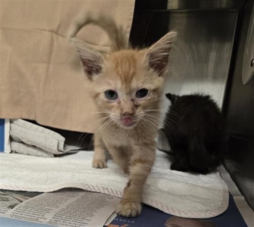 MORDECAI - Domestic Short Hair available for adoption