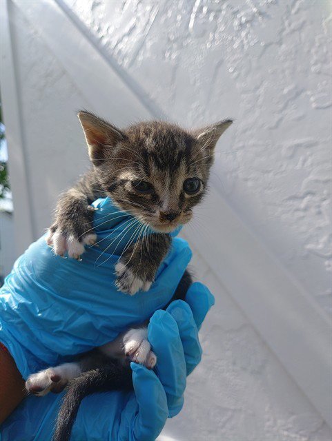 A2479749 - Domestic Short Hair available for adoption