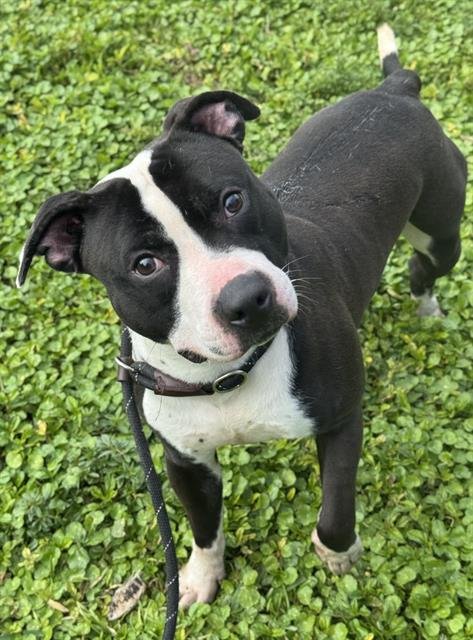 GOOFY - American Staffordshire Terrier available for adoption