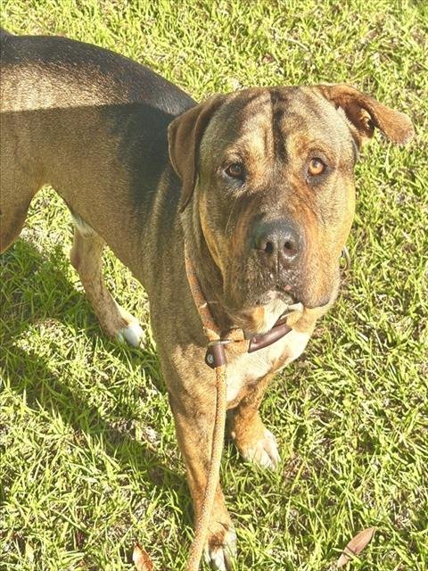 GARFUNKEL - Mastiff available for adoption