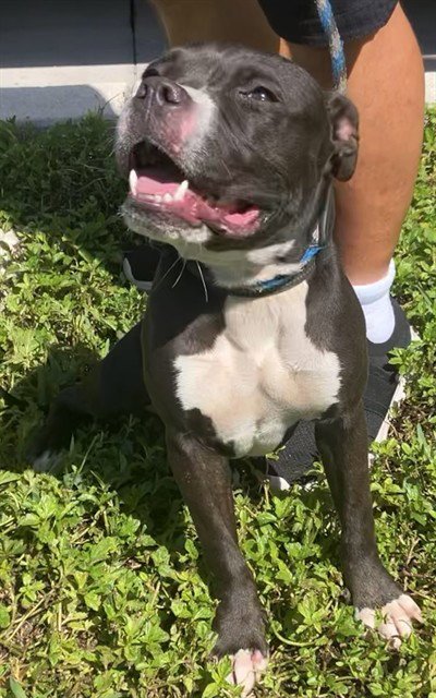 * MANDY LANE - American Pit Bull Terrier available for adoption